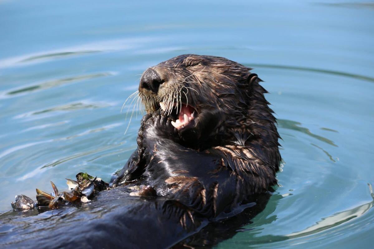 Friend: “I love your outfit!” 
Me: Thanks! It has pockets! 

Did you know sea otters have flaps of loose skin under each forearm that they use like a pocket? What are these pockets full of? (Well, it's not sunshine, we can tell you that!) 🦦

📸: <a href="/KenaiFjordsNPS/">Kenai Fjords NP</a> #TheMoreYouKnow