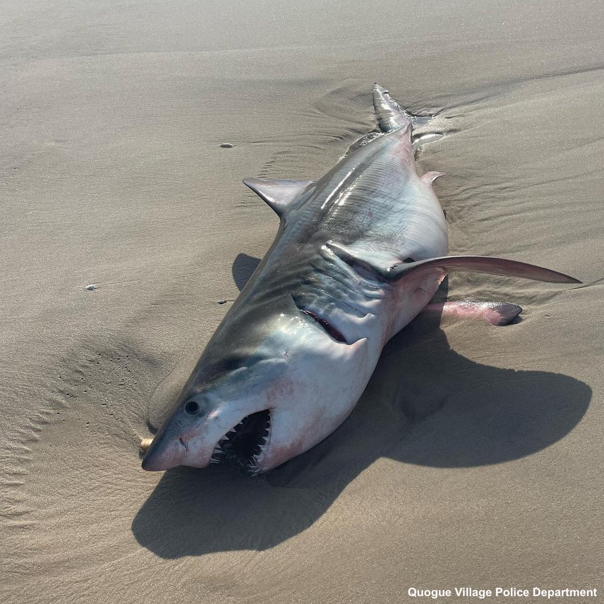 ABC's tweet image. A 7- to 8-foot dead shark appearing to be a great white washed ashore on a Long Island beach amid reports of shark encounters in the area—including an attack on a teenager.

Full story: abcn.ws/3IX2mdX