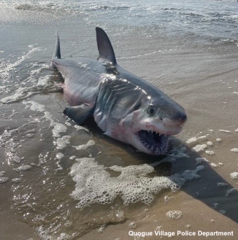ABC's tweet image. A 7- to 8-foot dead shark appearing to be a great white washed ashore on a Long Island beach amid reports of shark encounters in the area—including an attack on a teenager.

Full story: abcn.ws/3IX2mdX