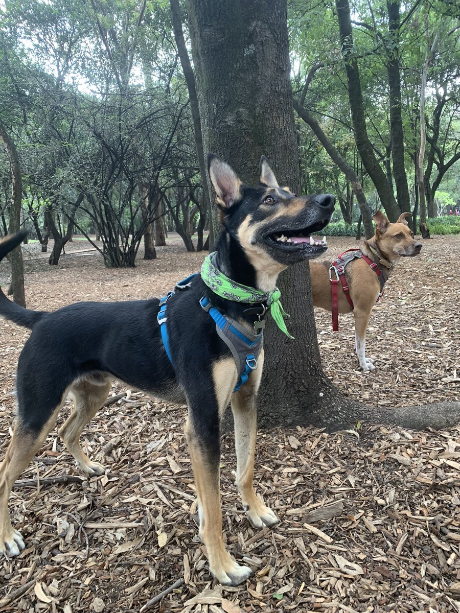 Susana Medina tweet media