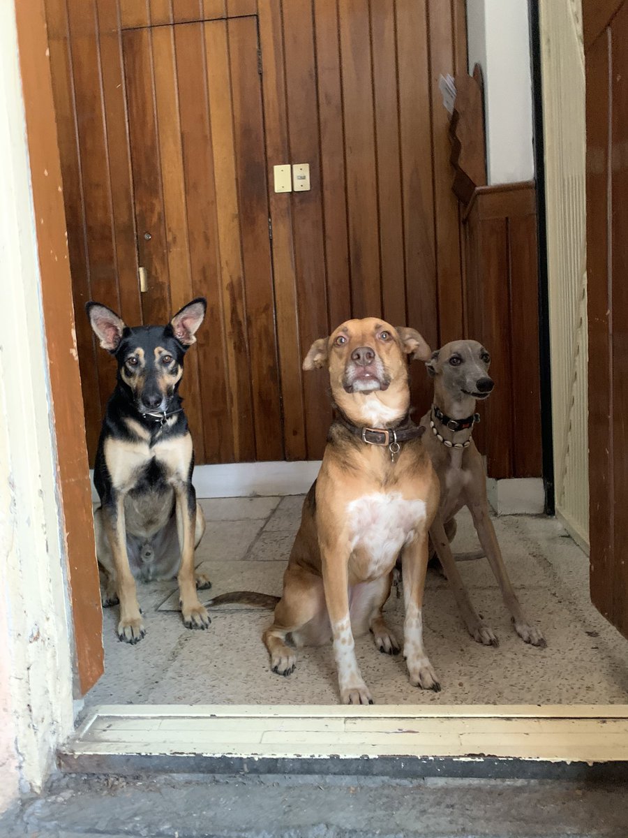 Susana Medina tweet media