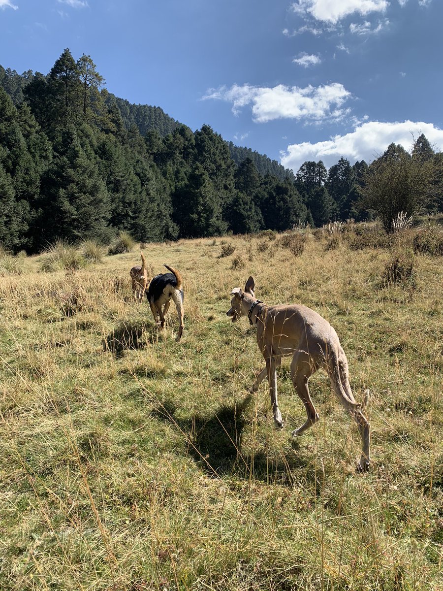 Susana Medina tweet media