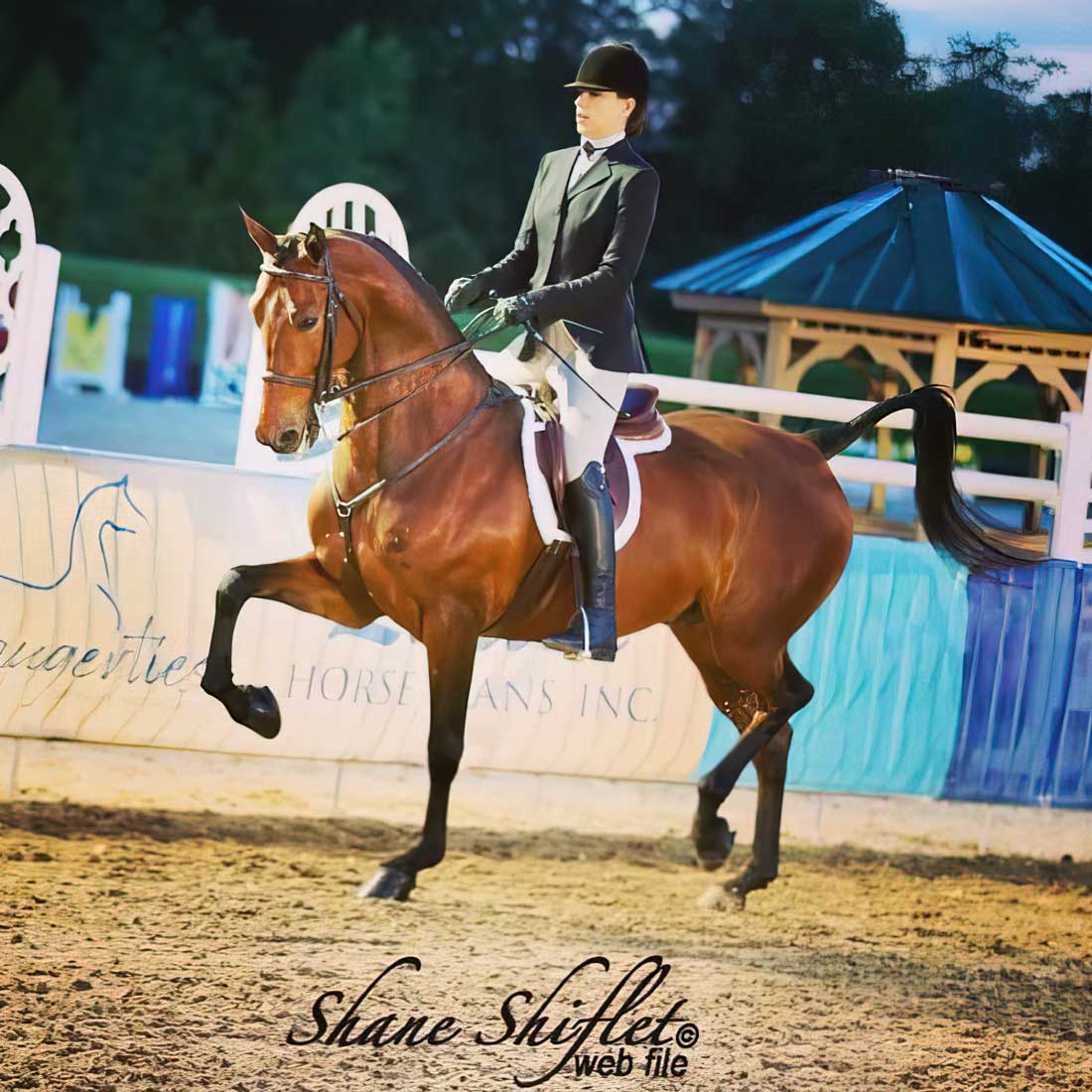 MorganShowcase's tweet image. CONGRATULATIONS to Amanda DuPont, Windward Morgan Farm, Port Matilda, PA, agent for Lauren Johnson on the sale of SSLLC SUPERMAN! And best wishes to new owners Shelby &amp;amp; Ryan Pinter and receiving trainer, Samantha Gillian!
Find your perfect Morgan at morganshowcase.com