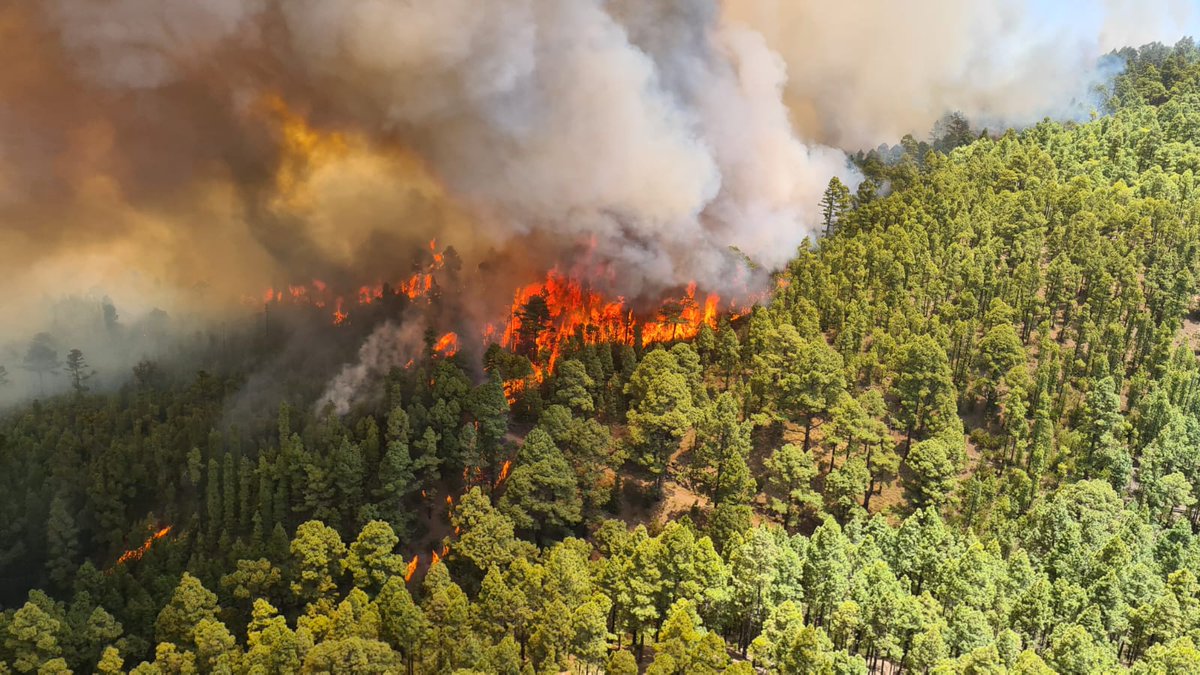112canarias's tweet photo. El Gobierno de Canarias declara el nivel 2 del INFOCA y asume la dirección del incendio forestal #IFLosRealejos declarado en #TENERIFE. 

Más información: ⬇️
https://t.co/HRbWv471ju https://t.co/6DDHZDS2df
