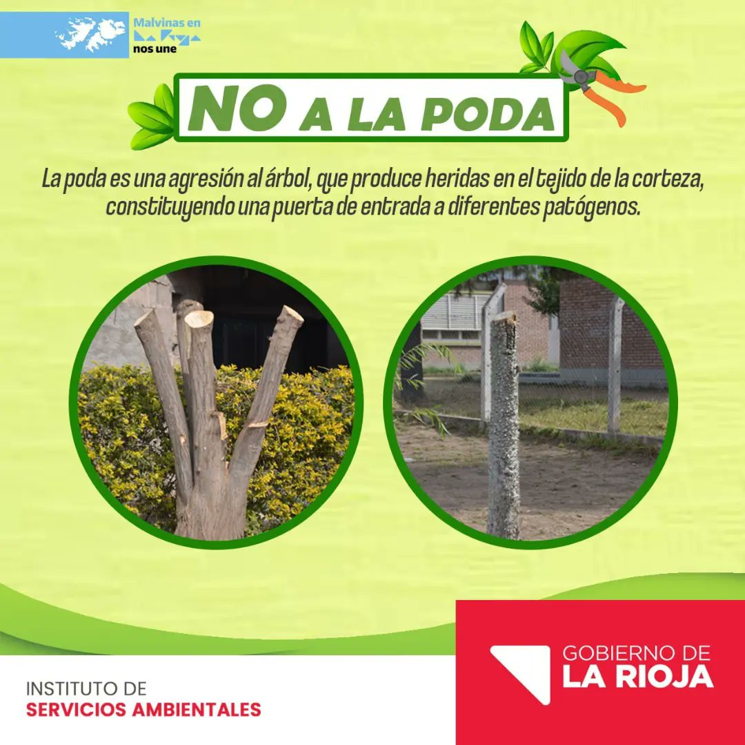 instdeambiente's tweet photo. ⚠️¿Sabías que no todos los árboles se podan? 🌳 

Te explicamos que factores debemos tener en cuenta a la hora de podar un árbol ornamental. 

¡Cuidar nuestros árboles, es cuidar los pulmones de nuestro planeta! 🌍

@GobDeLaRioja https://t.co/RVt6ujxGfH