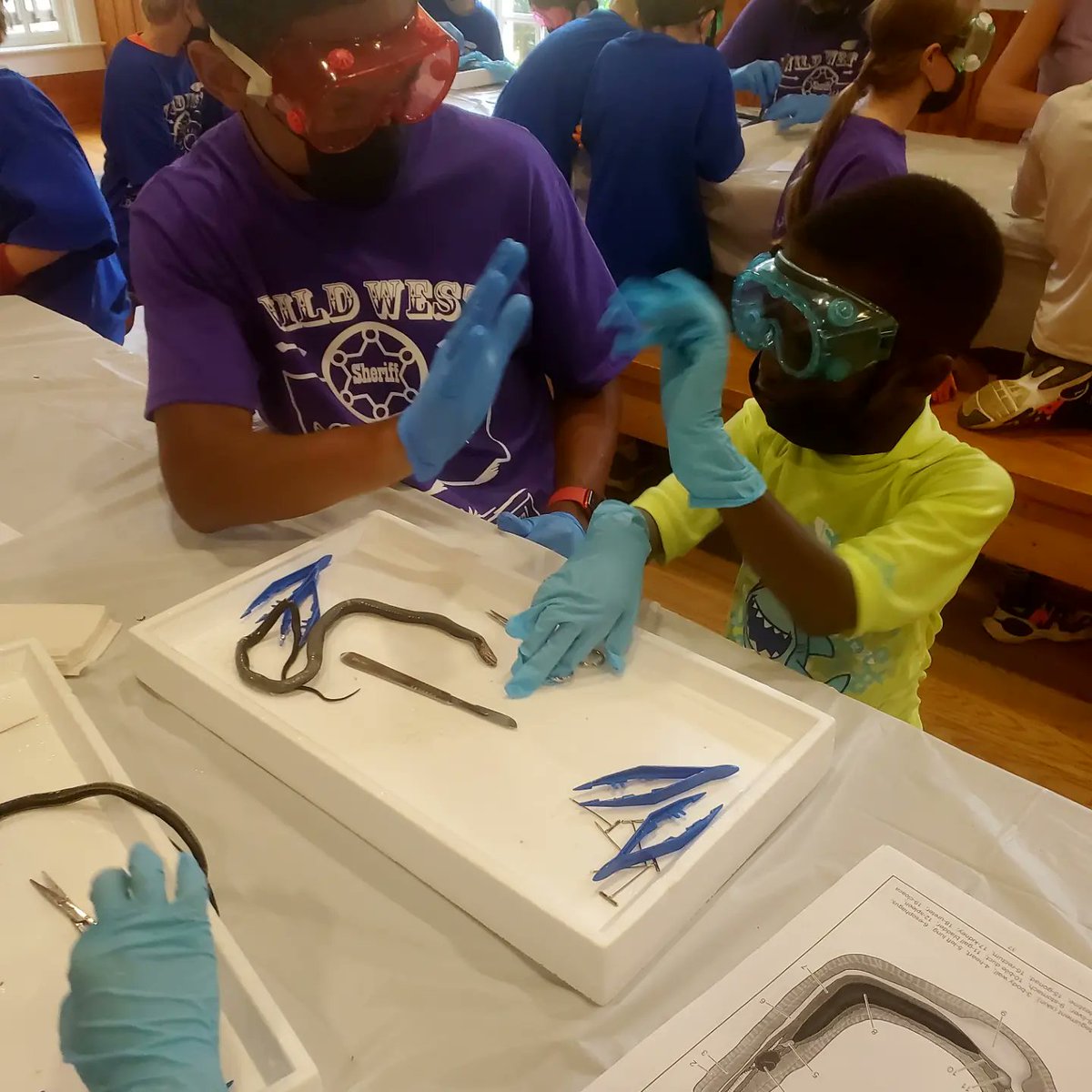 BiologueLab's tweet photo. We did it! High 5!!
#snakedissection #STEM 
#reptiles #wildlife #snakes https://t.co/uganFHEsCN