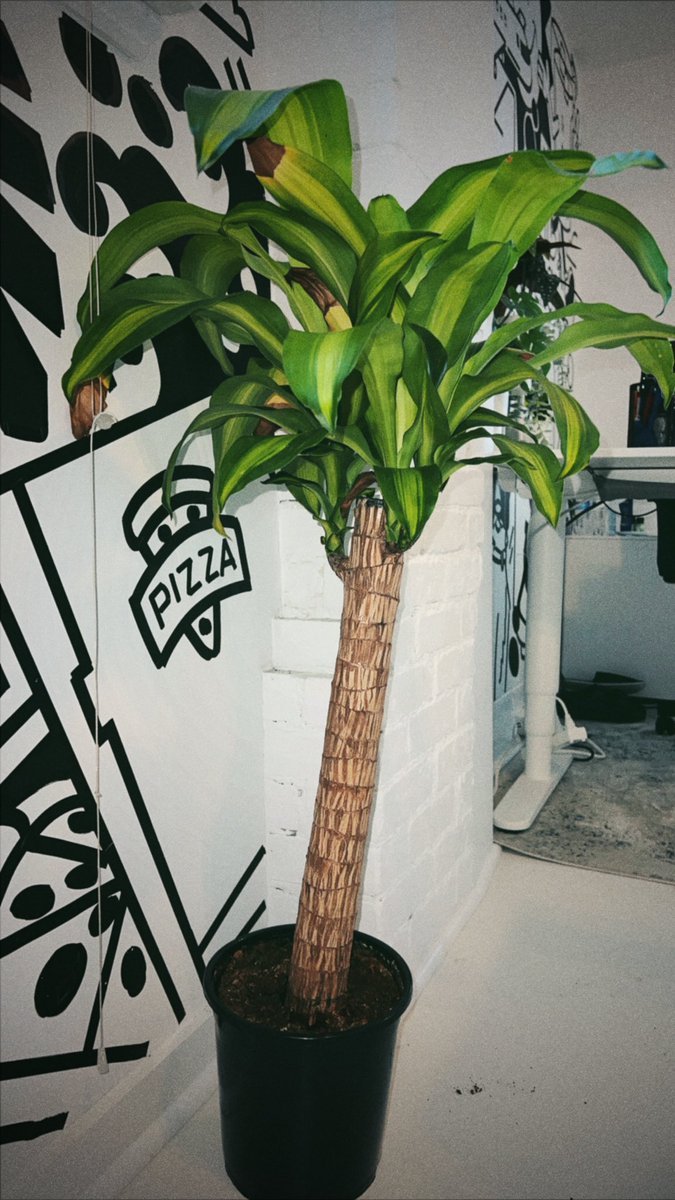 Dispos Only tweet media