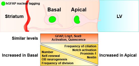 NeuroKatja's tweet photo. Who's doing the heavy lifting in neurogenesis? In our latest paper, we found that a new stem cell type in the basal subventricular zone actually contributes the most to adult neurogenesis in the olfactory bulb. Read it here:
https://t.co/X68bJbKn6x
#neuroscience @NeurobiologyH https://t.co/CfJjyIFfz9