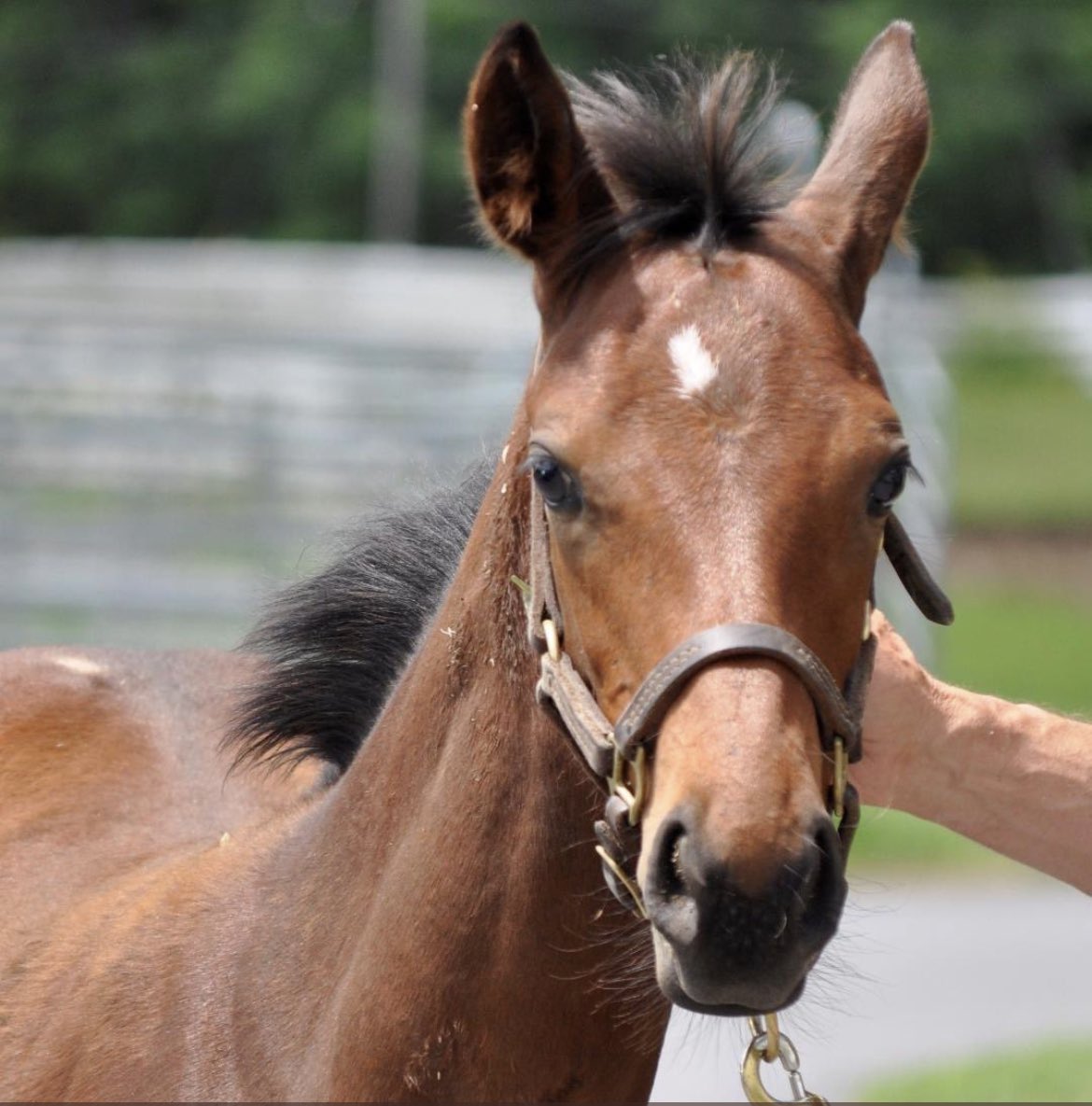 mjlstox1's tweet image. @ladererstables @RockyTimeFarm @alfonsito09 Class of 2024 👍🐎🐎 #FutureRunners By #KingForADay , #Gunnevera , #SeekingTheSoul #Fillies 🐎🐎🐎🐎