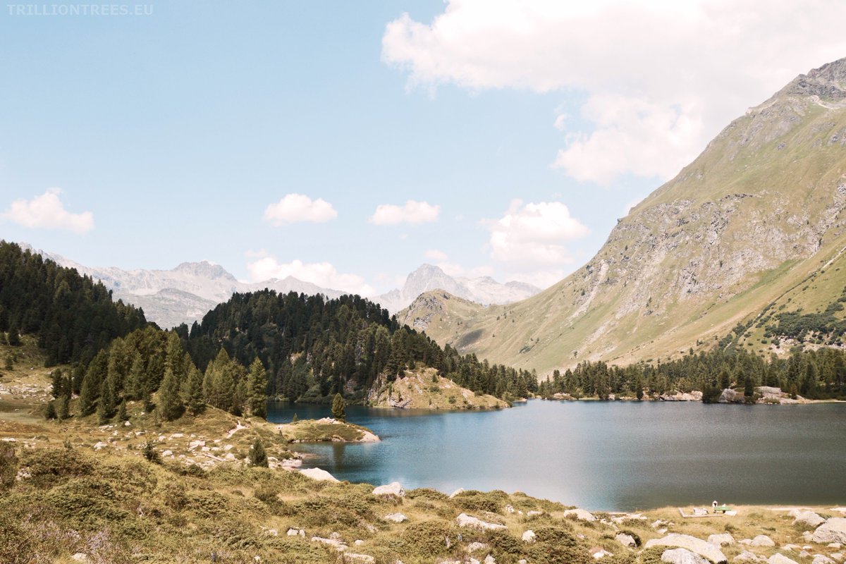 Trillion Trees Initiative Europe Forest Health tweet media