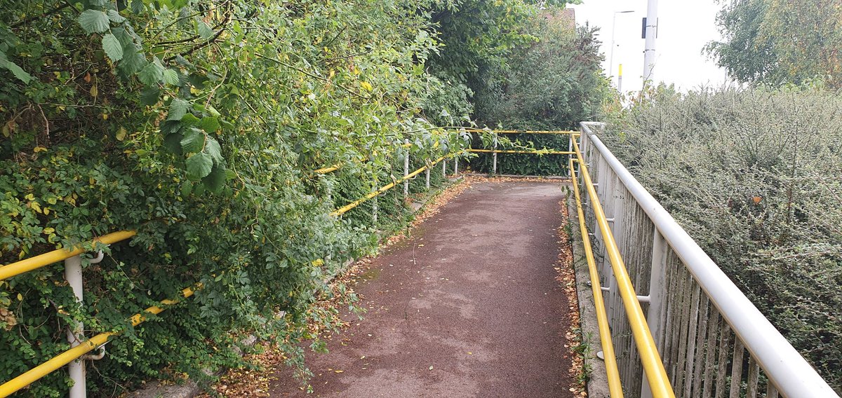 antoniacgorman's tweet photo. @MCRMetrolink these thorny rose bushes need cutting back on the accessible ramp at the Newton Heath and Moston team stop, thanks https://t.co/aQAaYLjYa1