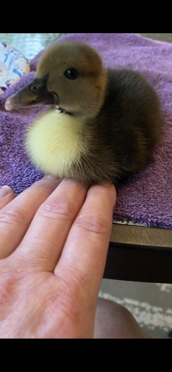 DianeEarnhardt's tweet photo. #ThrowbackThursday #DuckStyle 🐥🦆🐣🐥🦆🐣
My Rocco is still Rockin’ , 6 mos.
old next week! #ProudMom ☺️ https://t.co/B1C4IP4CZI