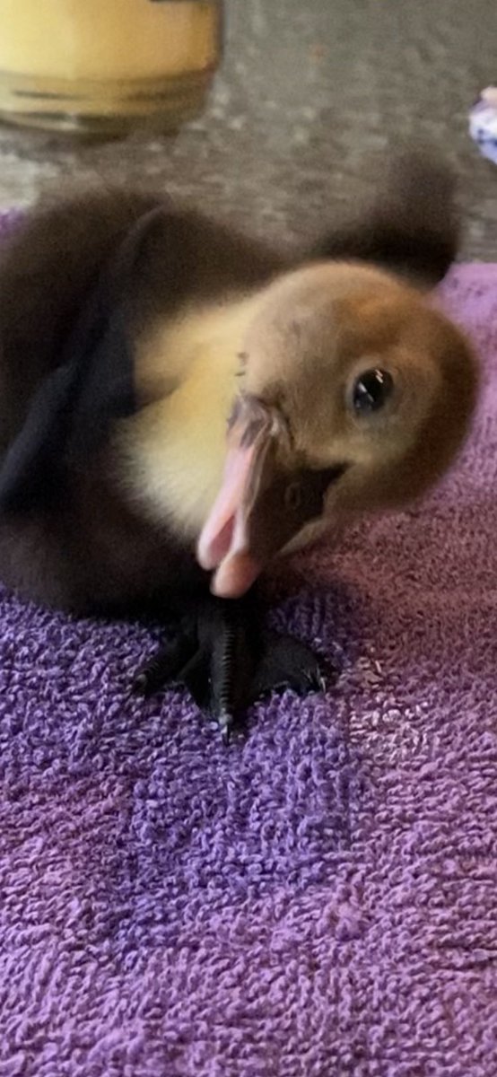 DianeEarnhardt's tweet photo. #ThrowbackThursday #DuckStyle 🐥🦆🐣🐥🦆🐣
My Rocco is still Rockin’ , 6 mos.
old next week! #ProudMom ☺️ https://t.co/B1C4IP4CZI