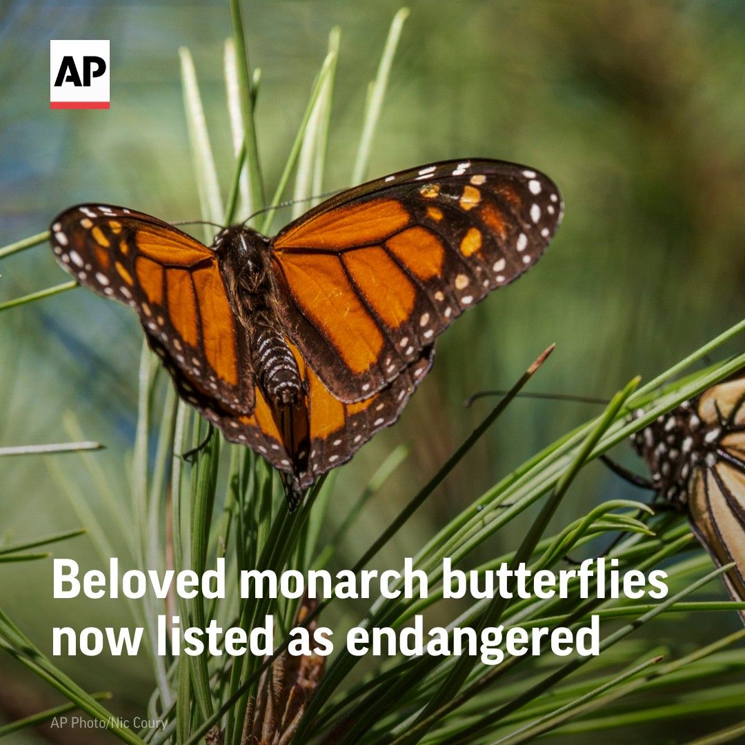 Scientists have added the monarch butterfly to the endangered list because of its fast dwindling numbers.

The butterflies are imperiled by loss of habitat and increased use of herbicides and pesticides for agriculture, as well as climate change. apne.ws/hrUONnD