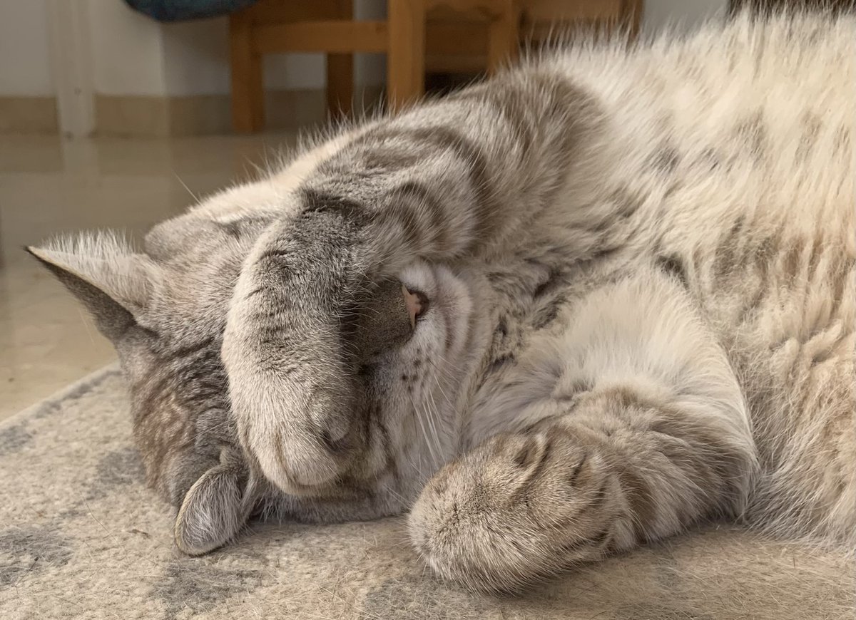HarryandElvisC's tweet photo. Doh!
#cats #CatsOfTwitter #harrycat #feralfurbaby #lovecats https://t.co/qP9Fgychy2