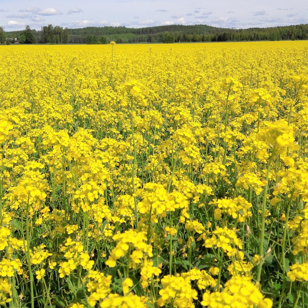 Virginorypsi's tweet photo. Komea rypsipelto 💛😎
Toivotaan hyvää satoa!
#rypsipelto #virgino #kesä https://t.co/mcpiXP6trw