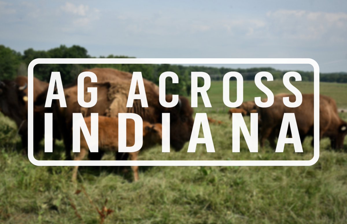 ISDAgov's tweet photo. Happy National #BisonMonth! Tune in on our Instagram tomorrow as we continue our #AgAcrossIN series in Greene County. @redfrazierbison is giving us a behind the scenes look at their bison ranch. 🦬 🦬
Follow along → https://t.co/4RCyUqCSEP https://t.co/61TbgcDBC5