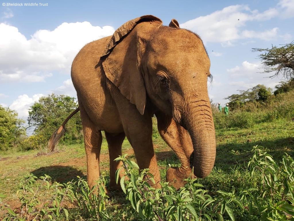 SheldrickTrust's tweet photo. #Latika’s #Trick3 – How do you detract from your shorter-than-average trunk? With longer-than-average eyelashes! For regular updates on this dainty-nosed orphan, and to follow the development of her innovative, endearing quirks, think about adopting her: https://t.co/hRqEDV13Tq https://t.co/wV21Q6VywG