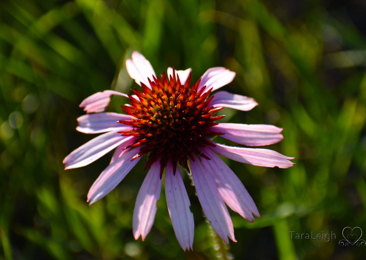 JustPhotograp12's tweet photo. #montanasummer the chokecherries aren't ripe yet but have promise of a bumper crop, the flowers are starting to fade, but the birds are still singing... #wildflowers #nikonphotography #shadesofsummer https://t.co/1RkKjCQoSK