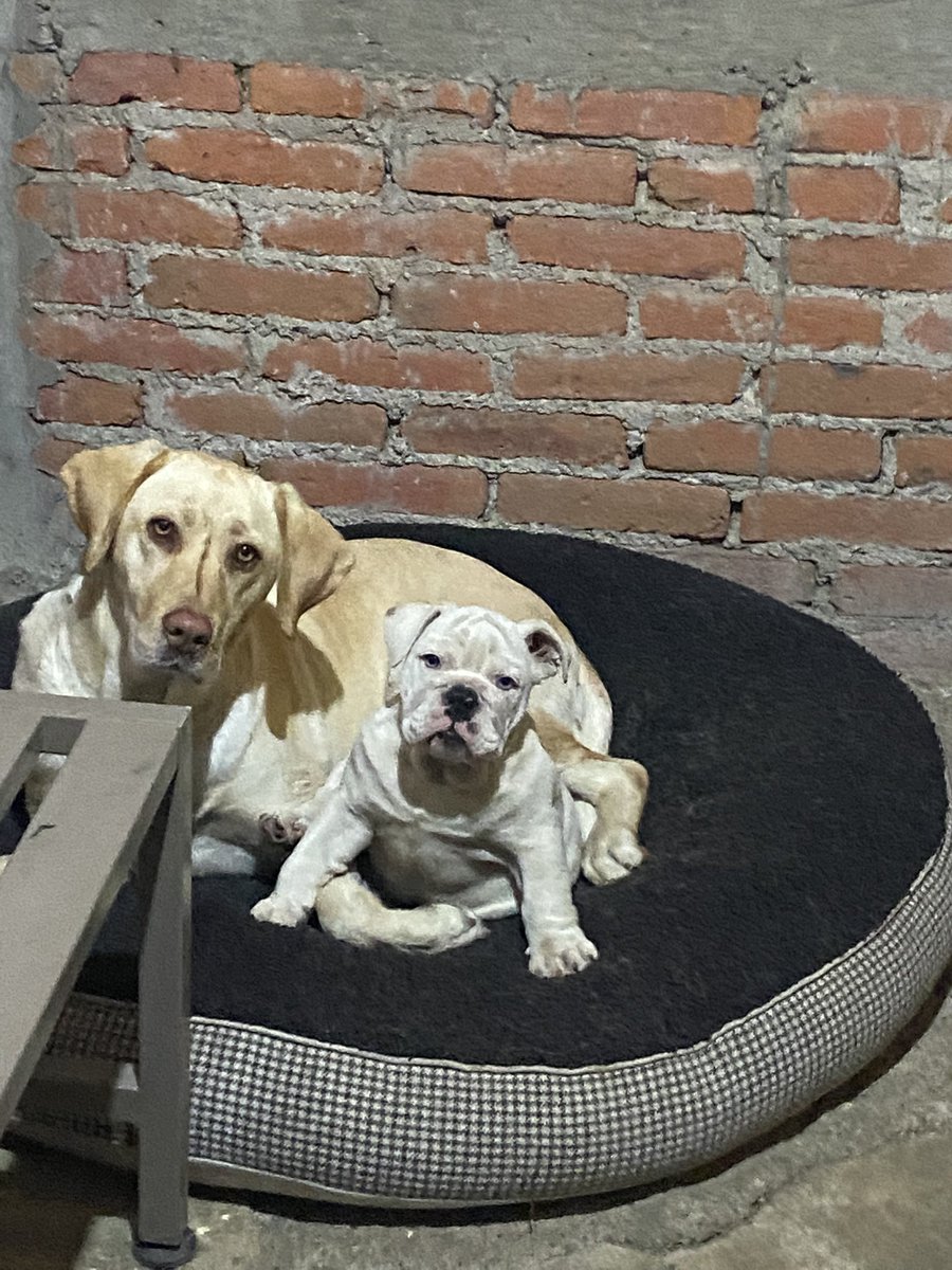 muchachasol's tweet photo. #poderosoconqueso la muchacha y la bulldog no tiene nombre es sordita 🙉 https://t.co/SA5E5Z2BK7