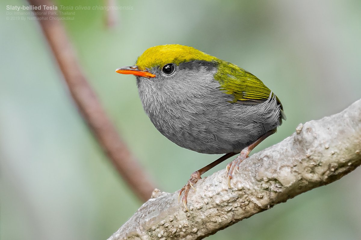 Slaty-bellied Tesia is tiny ground-living warbler living in dense undergrowth of montane evergreen forest
#NaturePhotography #BirdTwitter #bird #WildlifePhotographer #TwitterNaturePhotography #Birding #TwitterNatureCommunity #ornithology #BirdPhotographer #birdcp #BirdsSeenIn2021