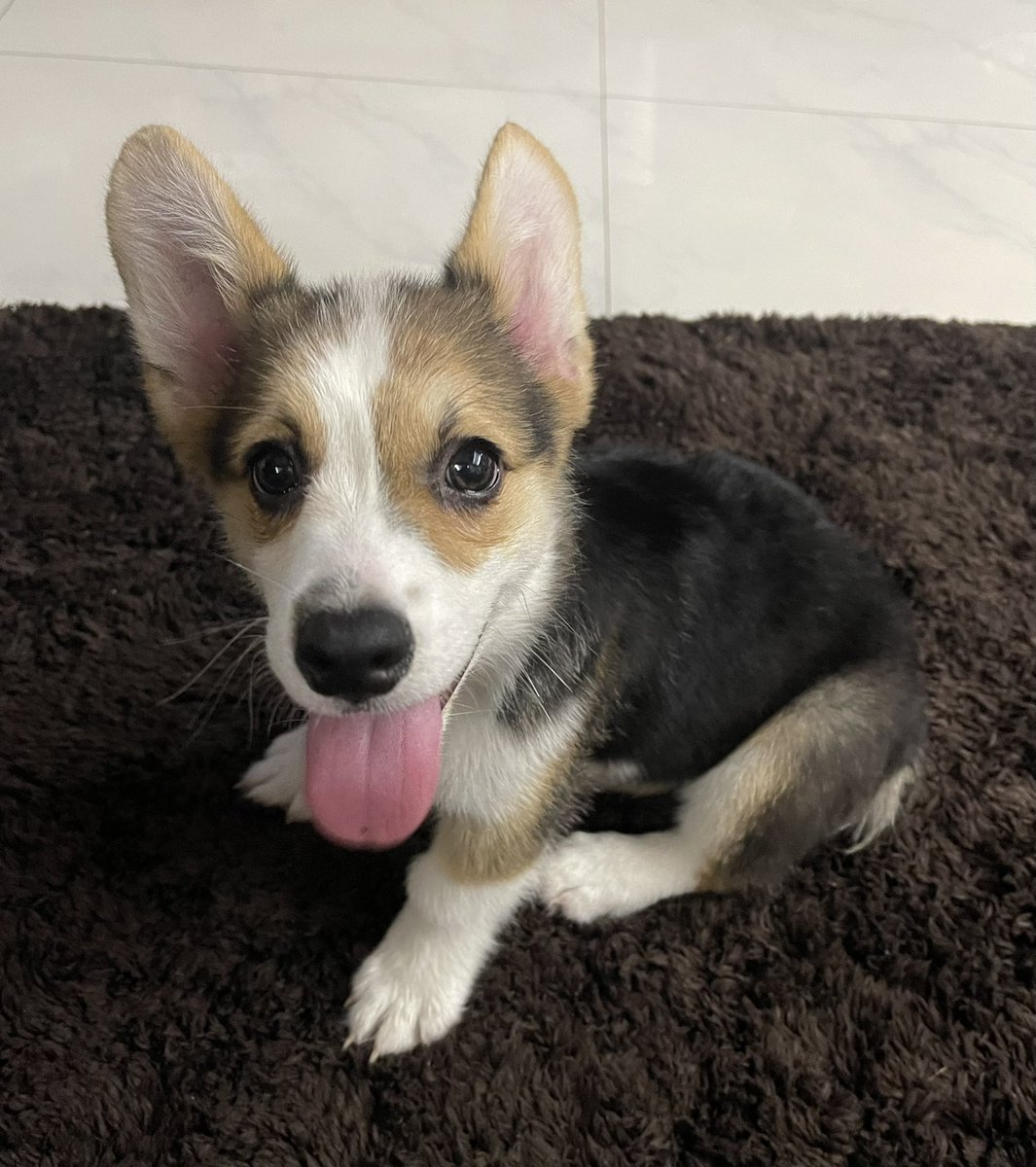 jcsapnu's tweet image. Hello sweet boy