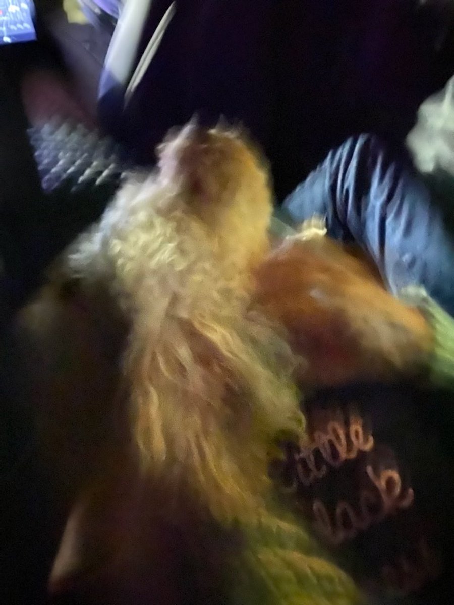 jcampbellk's tweet photo. Yes, that was me stumbling out of a Tesla at 3:20 this morning at the Miami airport with a poodle in my arms. All Ubers should provide poodles for your lap. #UbersInMiami https://t.co/O7wUGGHges