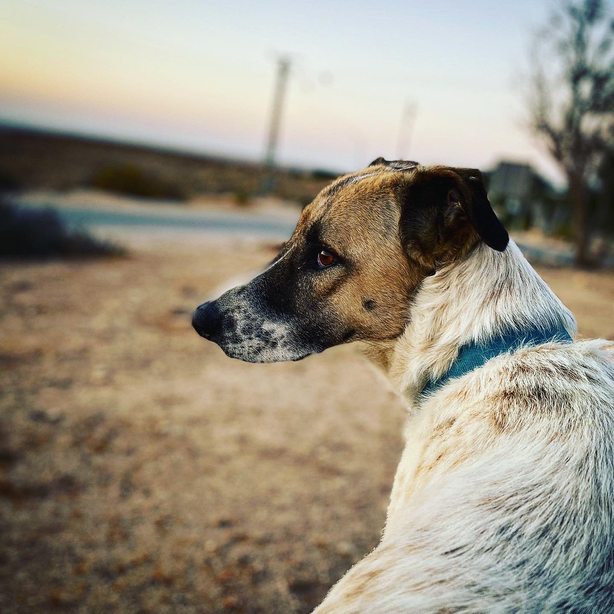the first adventure of my sabbatical is in the books: goat shepherding in 🇮🇱! I can't stress enough how important it is getting out of the «Hamsterrad» for a while. taking two steps back and looking at the bigger picture – absolutely worth it. thanks to everyone in ezuz! now: 🇧🇬.