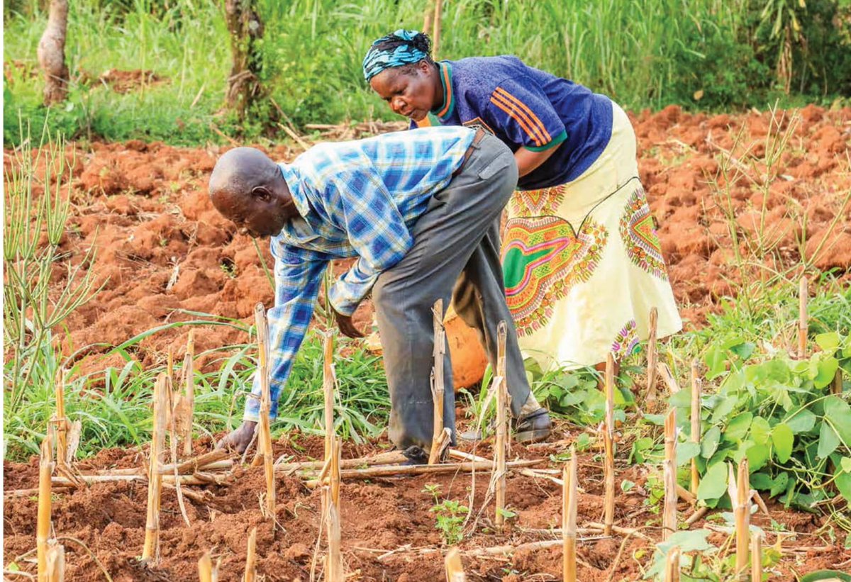 ScienceAfrica5's tweet image. Social Innovations Key in Transforming #Food Systems

With 40 percent of the global soils being degraded, experts reveal that social innovation can contribute to creating &amp;amp; strengthening enabling environment for smallholder farmers.
CC
@1Worldnohunger
➡️🔗bit.ly/3aT7hQC
