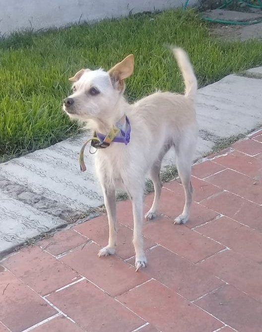 BeatSpawn's tweet image. Saludos Rulo y Cha, ellas son Floky cruza de Chihuahua con Poodle, e Insania una Pastor Alemán de baja estatura.  #poderosoconqueso