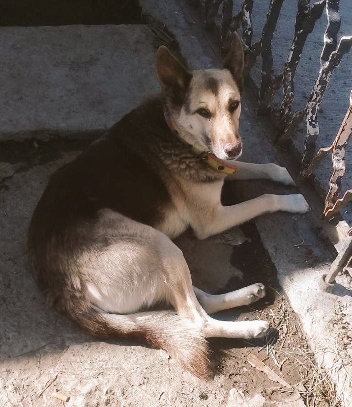 BeatSpawn's tweet image. Saludos Rulo y Cha, ellas son Floky cruza de Chihuahua con Poodle, e Insania una Pastor Alemán de baja estatura.  #poderosoconqueso