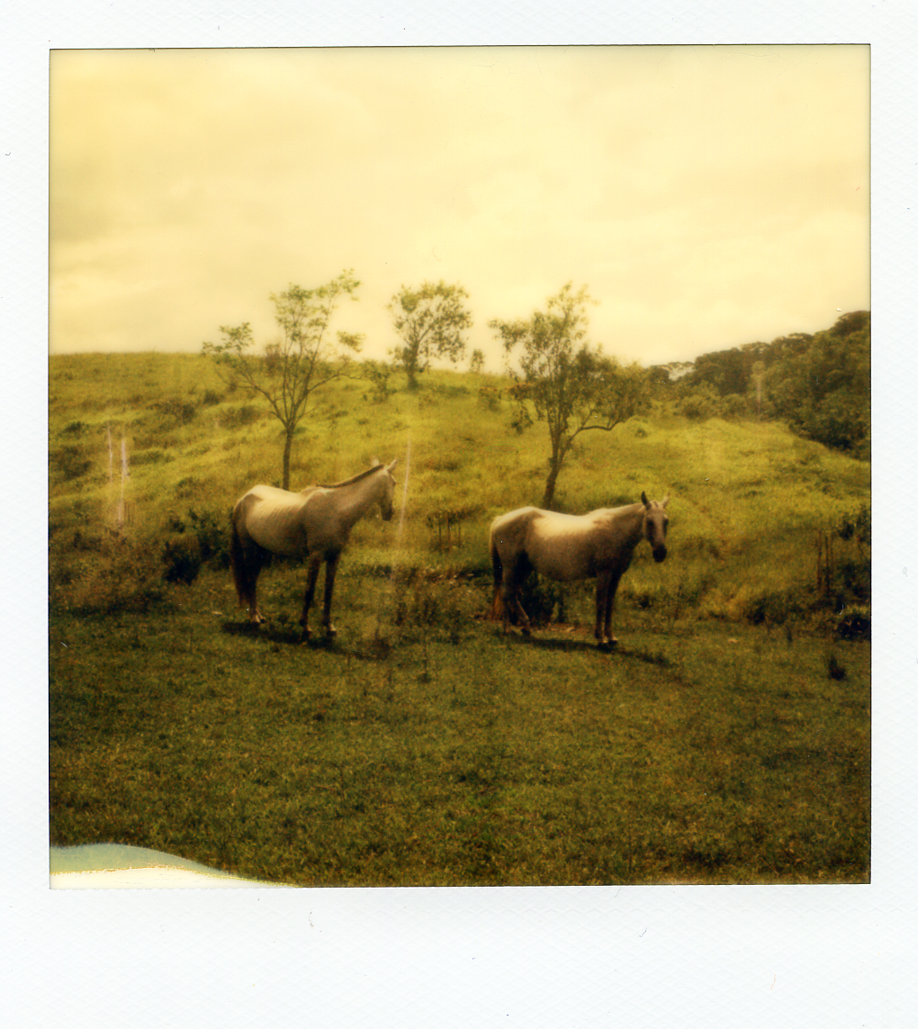 A🧵about gratitude: Only a few weeks after arriving at the NFT space and minting my first works back in January, @bypip became my very first collector by getting 'Wild Horses'. 1/3