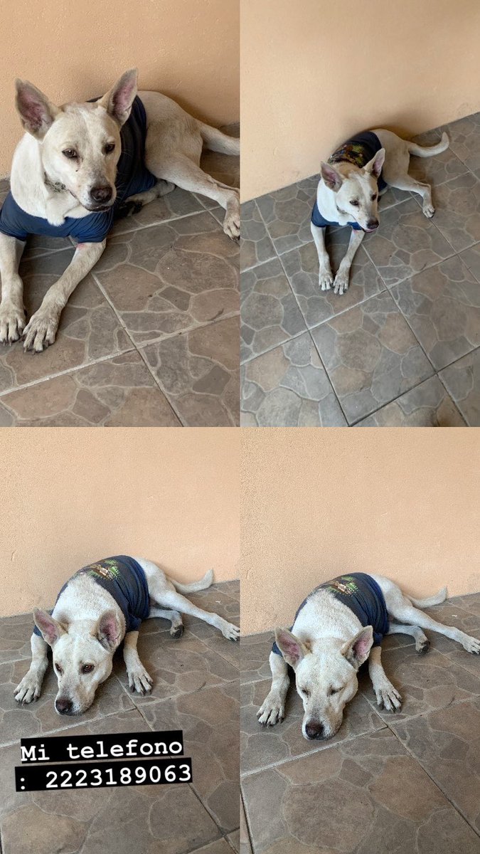 Amigos me encontre esta perrita en la 31 oriente a altura del Starbucks, estoy buscando a su dueño. Es una perrita super dócil y mega obediente, por favor ayudenme a compartir. Mi celular es 2223189063, estamos en Puebla, puebla.