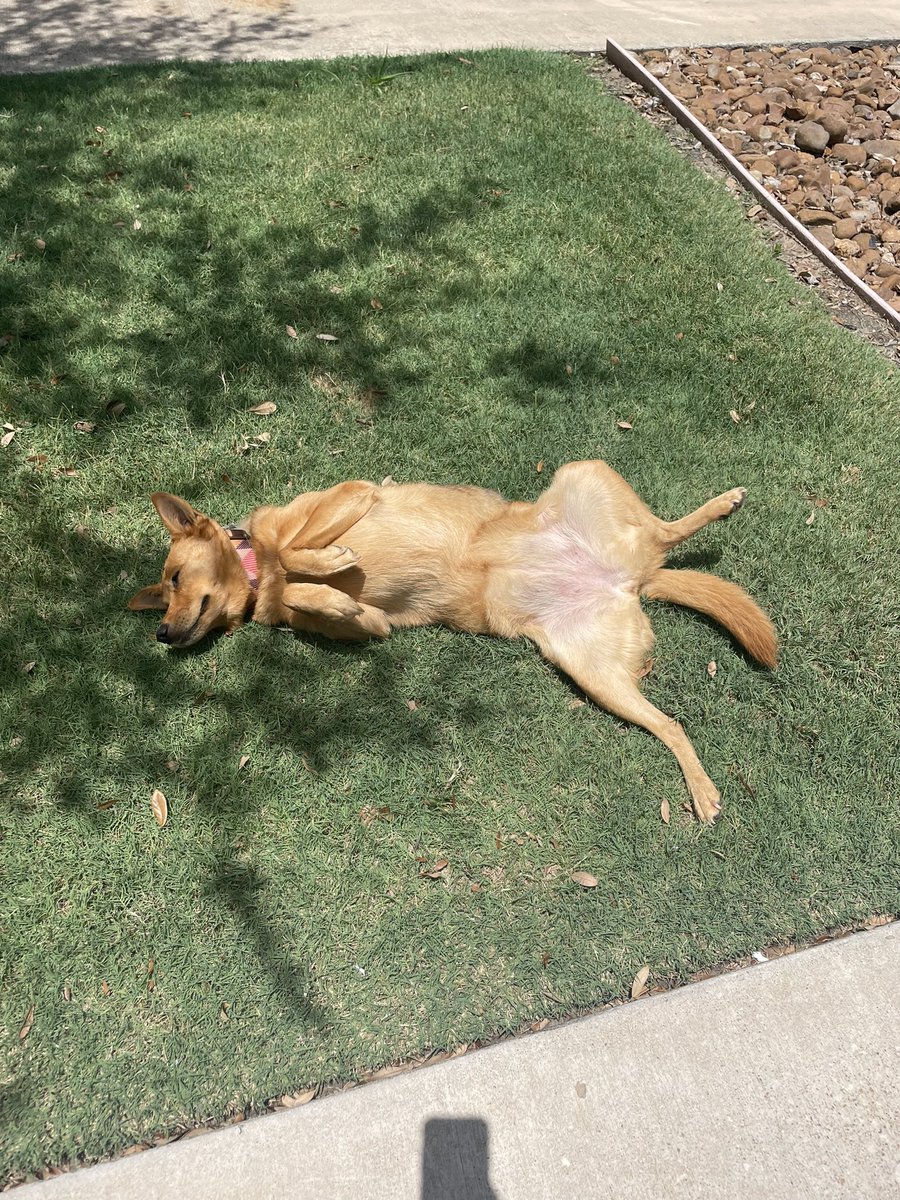 Ketaminekelly_'s tweet photo. Sun bathing โ๏ธโ๏ธโ๏ธโ๏ธโ๏ธ#dogsoftwitter #texasishot #boo https://t.co/AuHHN6sDgd