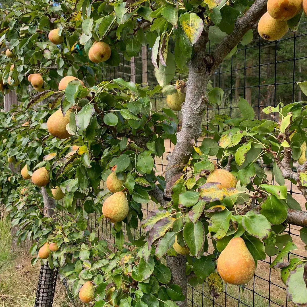 Tilth Alliance (@tilthalliance) on Twitter photo Join us for our next in-person #FarmWalk at <a href="/AlpenfireCider/">Alpenfire Cider</a>: "From Apple to Glass: Growing, Making and Marketing Authentic Ciders." It's coming up on Monday, Aug. 29; noon-4 p.m. Learn more and register today! buff.ly/3z9EyjX Join us for our next in-person #FarmWalk at <a href="/AlpenfireCider/">Alpenfire Cider</a>: "From Apple to Glass: Growing, Making and Marketing Authentic Ciders." It's coming up on Monday, Aug. 29; noon-4 p.m. Learn more and register today! buff.ly/3z9EyjX