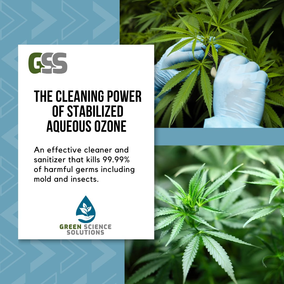GreenSciUS's tweet photo. Green Science Solutions is helping growers and processors implement a healthier, more sustainable way to clean. Stabilized Aqueous Ozone (SAO) Is safe around people and plants.
#greensciencesolutions #gss #cleaningsolutions
#hemp #hempfarmers #cannabis #biosecurity https://t.co/gVoB5vvjUa