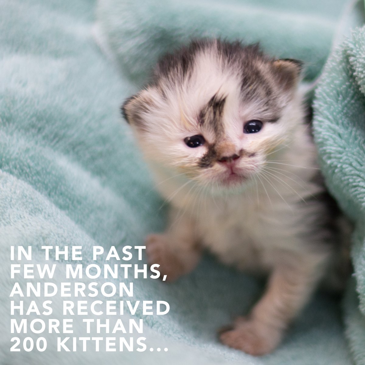 Anderson Humane tweet media