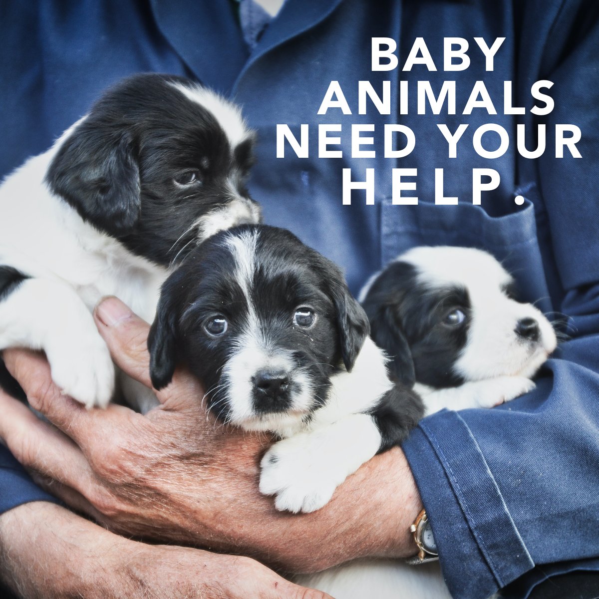 Anderson Humane tweet media