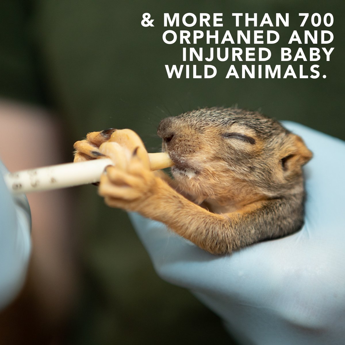 With new life comes overwhelming need, we need your help. Every baby we take in requires food, medical care, and shelter. Your donation gives our baby animals every opportunity to grow up healthy and happy. Click here to donate now: ahconnects.org/give/