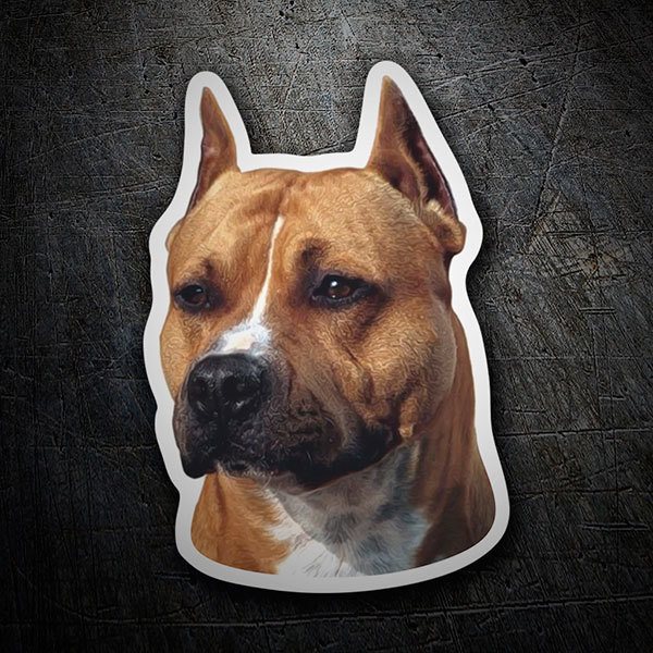 TeleAdhesivo's tweet image. 🐶Día Mundial del Perro🐶
Nuestros amigos de 4 patas tienen hoy su día.🐕‍🦺🐕🐩
!!Celébralo como se merece y presume de orgullo canino con la mejor categoría de pegatinas de perros!!
Busca el tuyo!🔍
#internationaldogday #teleadhesivomola #dogstickers
👇
bit.ly/3aE70Rs