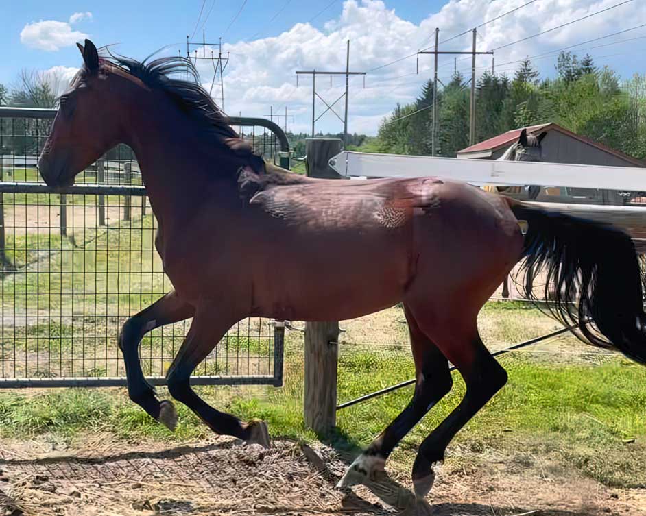 MorganShowcase's tweet image. NEW PHOTOS just posted &amp;amp; price reduced! A diamond in the rough for fans of athletic Morgans, this 2YO stallion is started in lines &amp;amp; sports an impressive pedigree!

morganshowcase.com/starberry_spel…



#MorgansForSale #MakeItAMorgan #MorganStallionForSale #SportHorseProspect