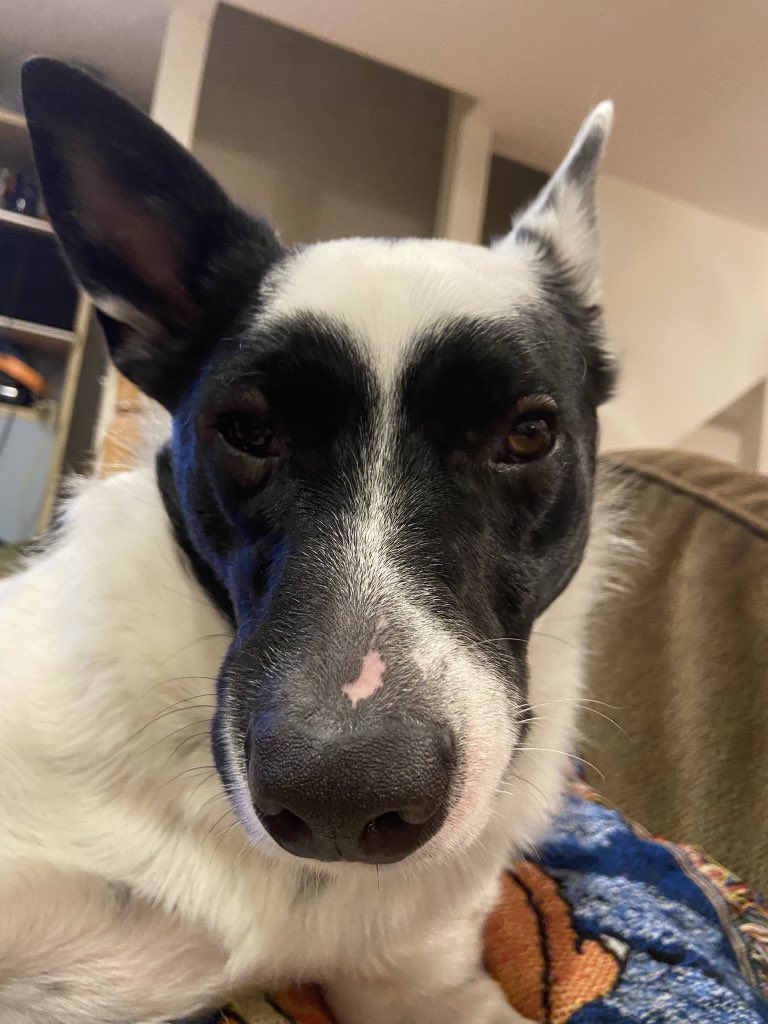 bizzyparsley's tweet photo. My boy ate a bee on tuesday and i cant stop laughing at this picture https://t.co/MXZ6aSvOha