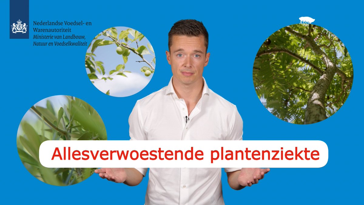 Xylella is een van de meest destructieve plantenziektes die de wereld kent en die willen we graag buiten de deur houden. Jij kunt helpen door geen planten mee te nemen van vakantie. Wat die vakantie daarmee te maken heeft?  Kijk onze uitlegvideo.

youtu.be/evI5kSXttIU