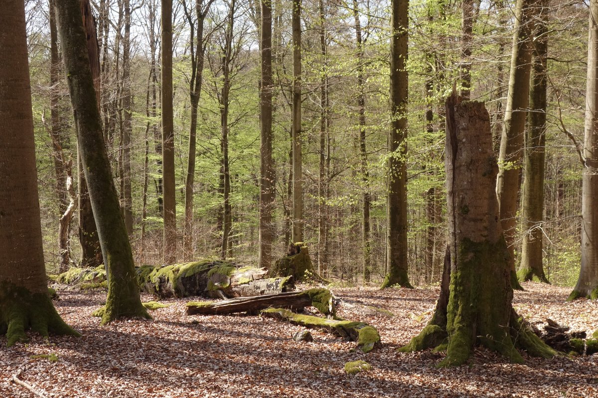 You want to make a PhD in forest ecology and conservation? 
We are looking for a person with a strong interest in biodiversity to study differences in insect and fungal communities between forest reserves in Bavaria differing in size and time since designation.