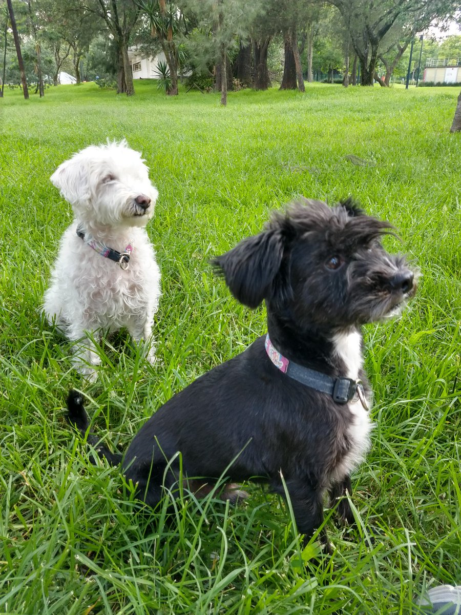 CreativiLais's tweet photo. @marthadebayle Popote y su hermano Gizmooo los dos rescatados y adoptados. Me llenan la vida de baba pelos y amor #DiaMundialDelPerro https://t.co/jAWOS8cwDm