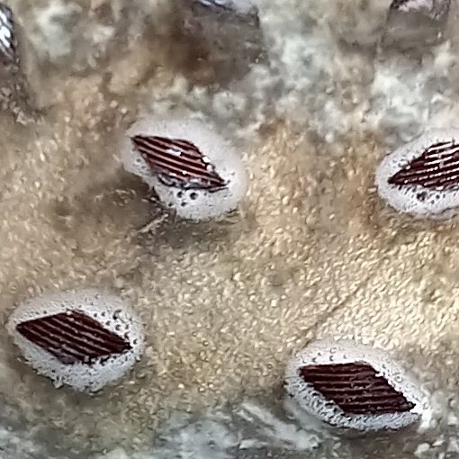 GSystems3's tweet photo. We do a little weed related rhodium hydrometalurgy https://t.co/6dmcokKsiu