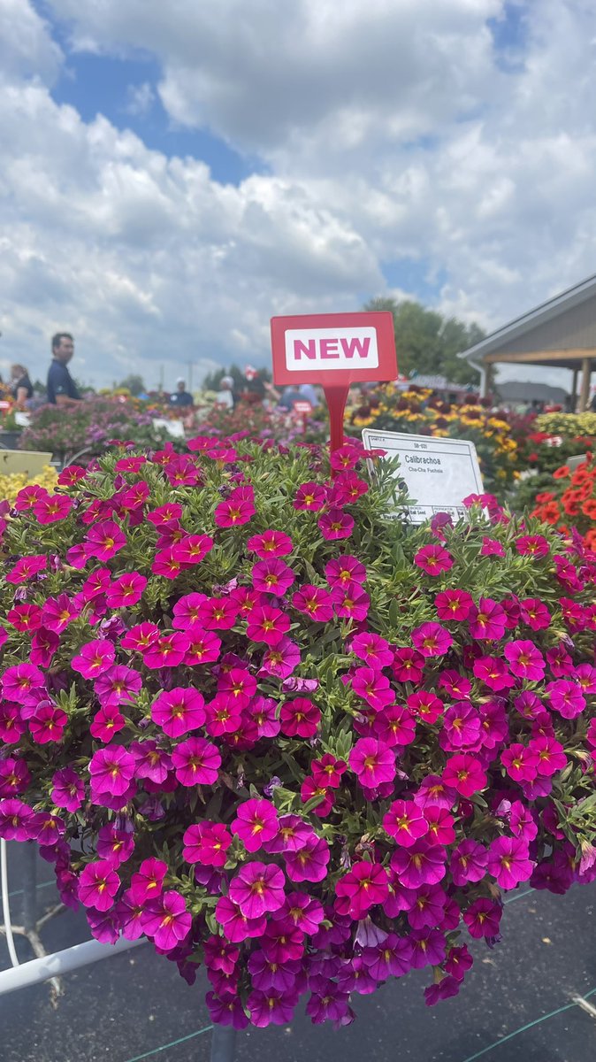 Tanya Carvalho tweet media