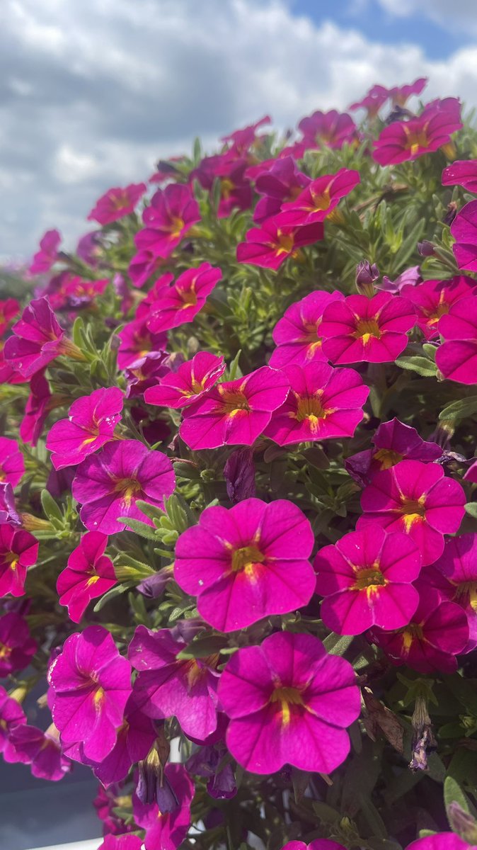 Tanya Carvalho tweet media