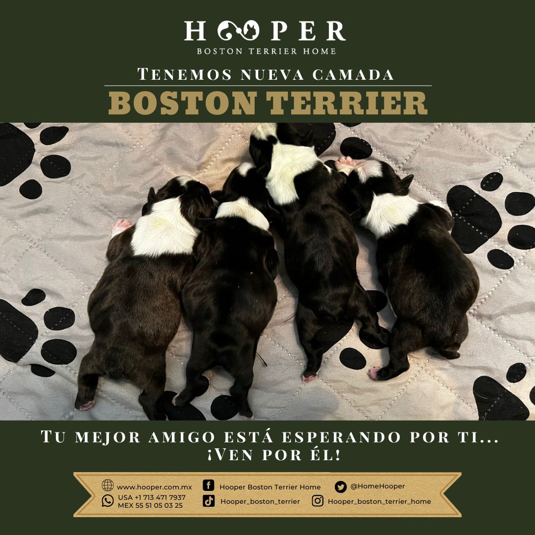 HomeHooper's tweet photo. ¡Ven y escoge a tu mejor amigo! Recuerda que somos la casa número uno en México de #BostonTerrier #Hooper #Amigoperro #perritosbostonterrier https://t.co/uC9oUNwonD
