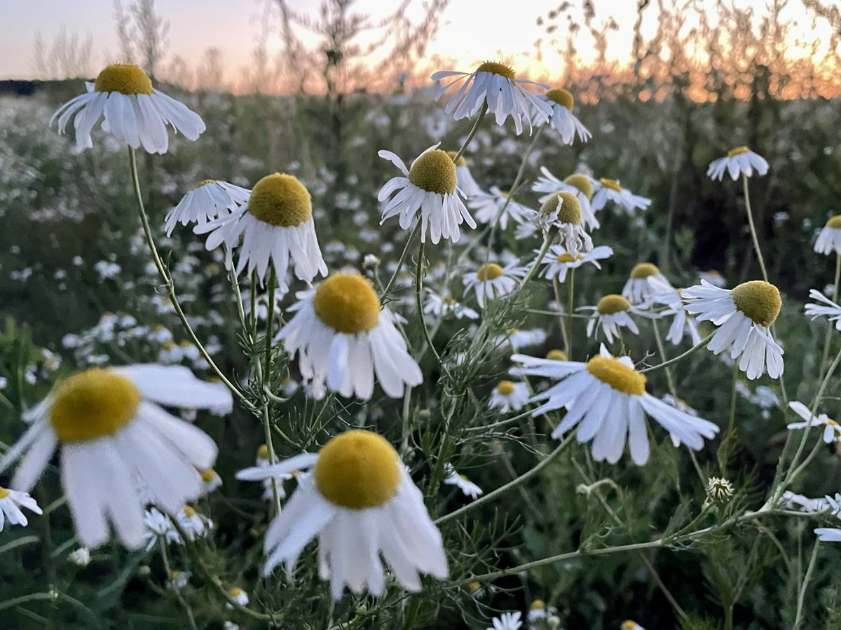 saab93saab's tweet photo. Русское поле на закате 🌾🌾🌾 https://t.co/xtxl2H9zbs